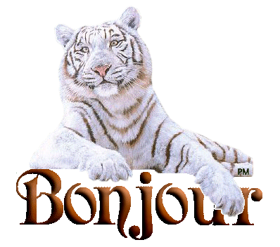 BONJOUR TIGRE.gif